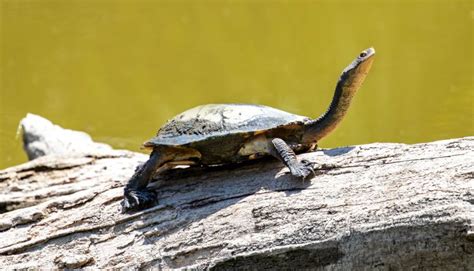 Eastern Snake Necked Turtle Care Guide - All Turtles