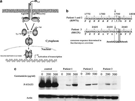 JAKSTAT3 Pathway Activation By LIF B Partial Leukemia Inhibitory