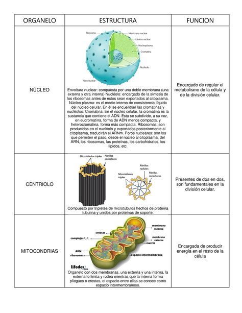Tabla Organelos Celulares ORGANELO ESTRUCTURA FUNCION NÚCLEO