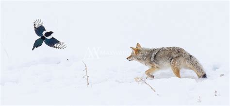 Coyote Chasing Magpie Max Waugh