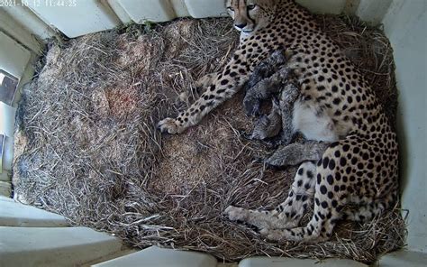 Cheetah Cubs Are Born at the Smithsonian Conservation Biology Institute ...