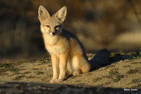 Desert Kit Fox Desert Kit Fox Near Lancaster Ca Carachama Flickr