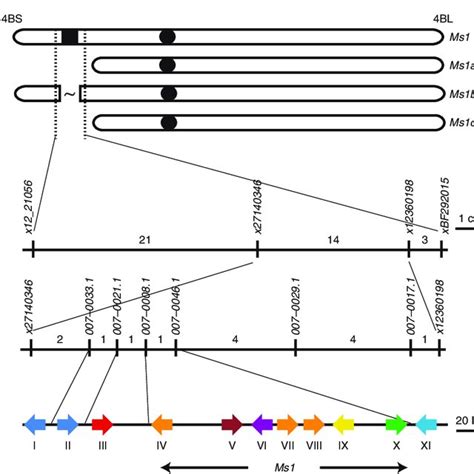 Map Based Cloning Of The Male Sterility 1 Locus On Chromosome 4bs Ms1