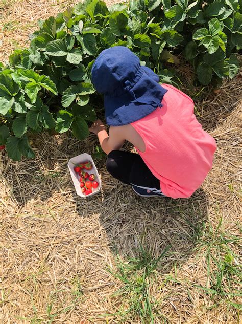 Erdbeeren pflücken in Stuttgart raus mit uns de