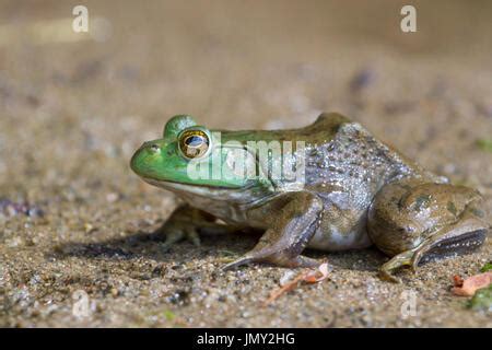 The Largest Of All North American Frogs American Bullfrog Lithobates