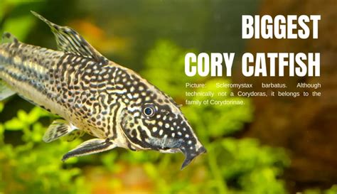 Big Giant Cory Catfish Species With Pictures Keeping Catfish