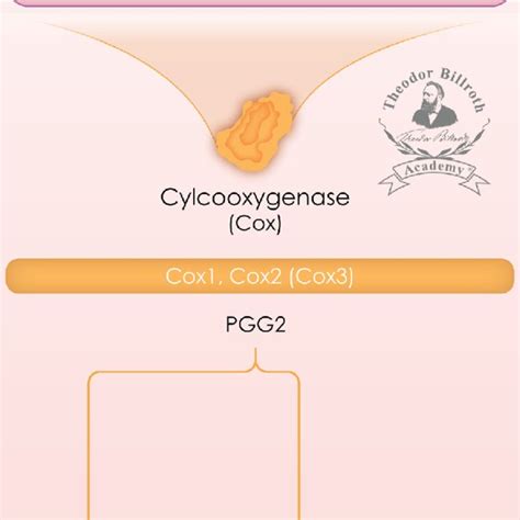cyclooxygenase  pathway  eicosanoid metabolism   relevance