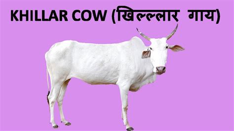 Khillar Cow - Draught Breed of Karntaka & Maharashta (खिल्लार गाय ...