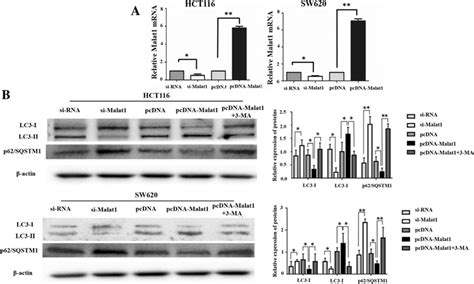 Abnormal Expression Of Malat1 Activates Autophagy In Crc A Qrt Pcr