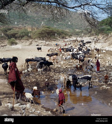 Tanzania Northern Tanzania Maasai Livestock Watering At The Seasonal