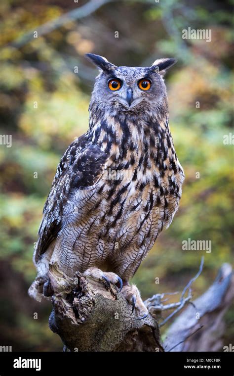 eurasian eagle owl  european eagle owl  natural habitat stock photo