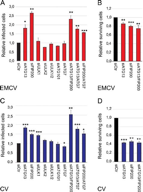 Figure From An Sirna Screen For Atg Protein Depletion Reveals The