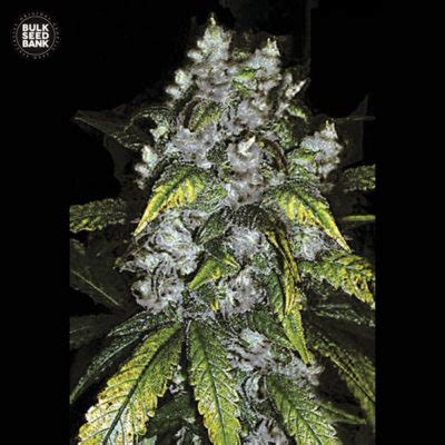 Bulk Seed Bank Good Wild Shark Feminized Biltong Budz