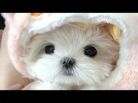 монеточка кис кис кис ускорённой версии 😽🐶 - YouTube