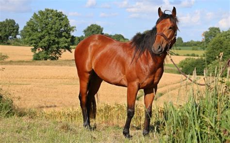 American Quarter Horse Breed - Profile, Facts, Photos - VIVO Pets