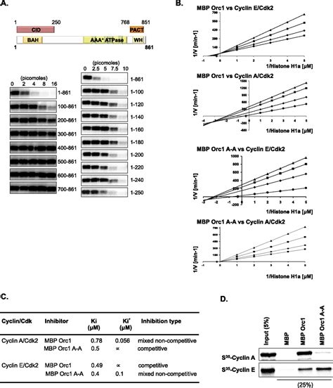 Meier Gorlin Syndrome Mutations Disrupt An Orc Cdk Inhibitory Domain