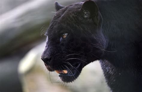 Photographer Tracks Rare Black Leopard After 2 Years Finally Manages