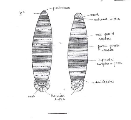 Department of Zoology at ANDC/Zoology Museum/Museum specimens/Annelida/Hirudinaria - WikiEducator