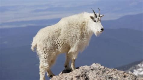 Top 110 + Mountain animals names - Inoticia.net