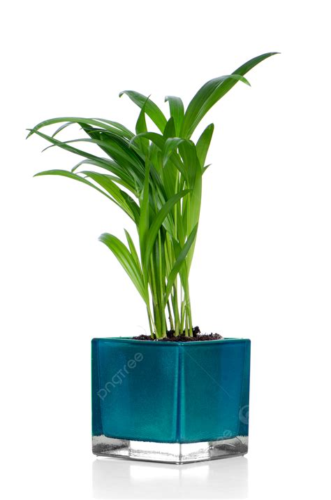 houseplant front leaf single photo background  picture