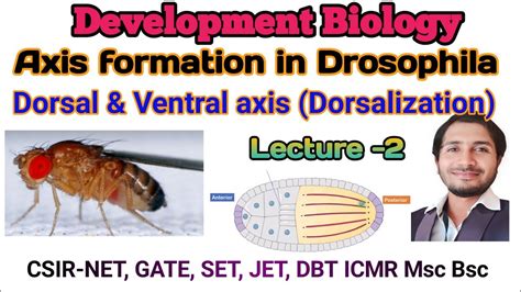 Dorsal Ventral Axis Formation In Drosophila Dorsalization L 2 For