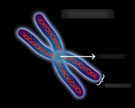 Chromosome Diagram Quizlet