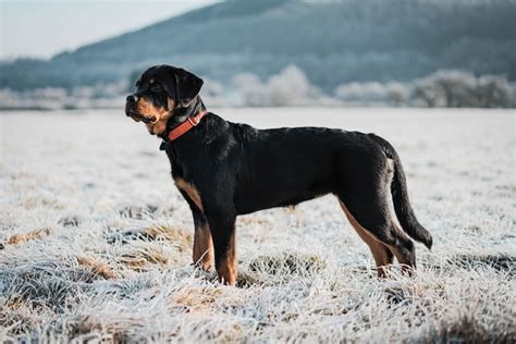 Rottweiler Le Razze Di Cani Pi Pericolose