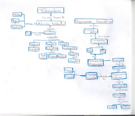 Saira G. M. Cuaderno de Biologia 518: Mapa conceptual 3: La importancia de la fotosíntesis