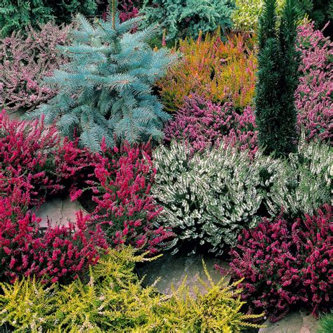 Buy Premium Quality Calluna Vulgaris Mixed From Dutch Bulbs