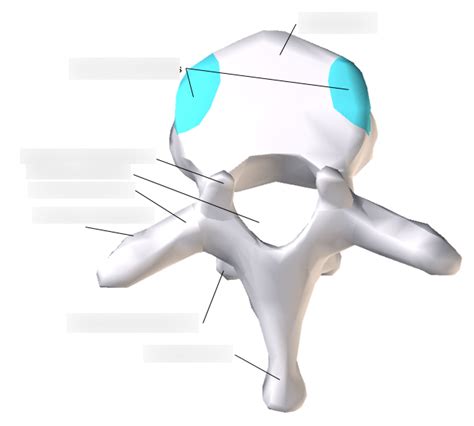 Superior View Of A Typical Thoracic Spinal Vertebra Diagram Diagram