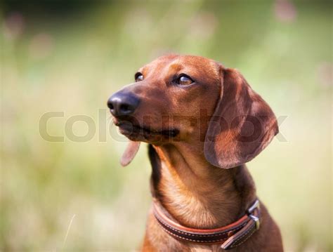 Brown dachshund dog | Stock image | Colourbox