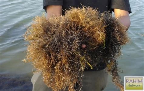 Gadgetyuk Tekhnik Budidaya Rumput Laut Gracilaria Di Tambak