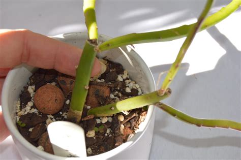 Weberocereus Tunilla Subspecies Biolleyi Epiphytic Cacti