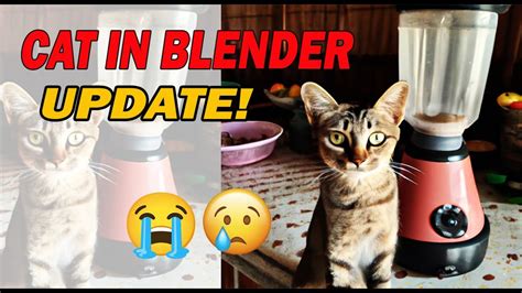 Cat In Blender Update Latest Youtube