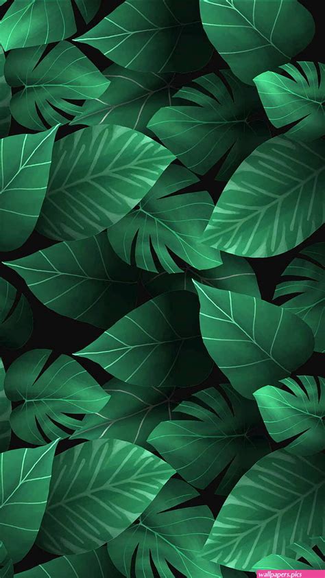 Banana Tree Leaves Wallpaper for Walls | Wallpapers.Pics