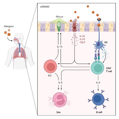 Allergic Airway Inflammation BioRender Science Templates