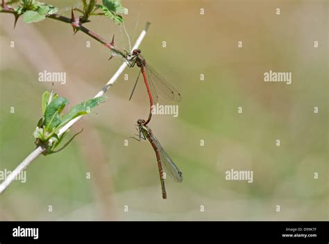 Large Common Red Damselfly Pyrrhosoma Nymphula Adult Pair Male