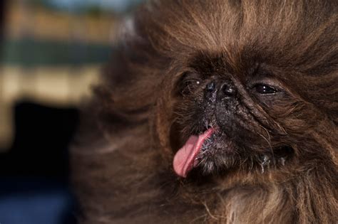 Pekinese Wild Thang erkämpft sich den Titel als hässlichster Hund der