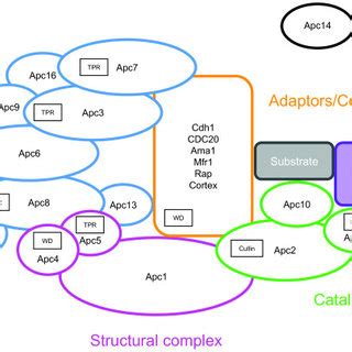 PDF The Phylogenomic Analysis Of The Anaphase Promoting Complex And