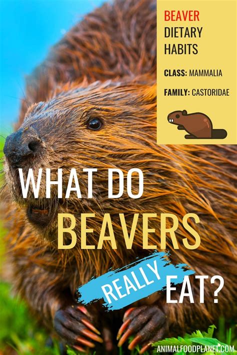 What Do Beavers Eat? – animalfoodplanet