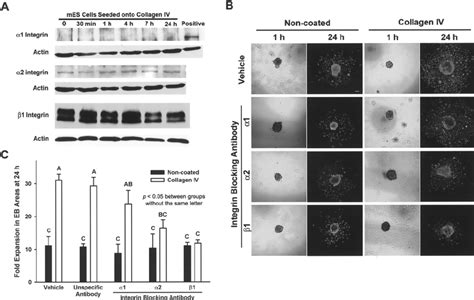 Roles Of And Integrins In Collagen Iv Enhanced Cell