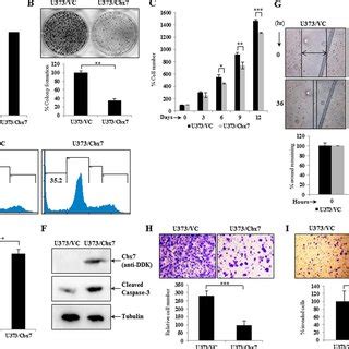 Cbx7 Synergizes The Hippo Signalling Pathway Activity A C Gene Set