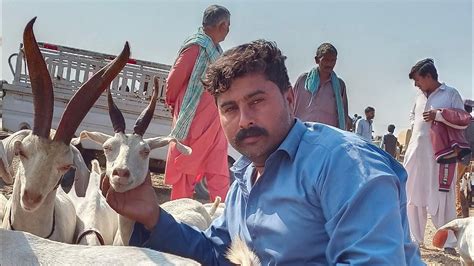 Hyderabad Bypass Bakra Mandi Online Bakra Mandi 03152491432 YouTube