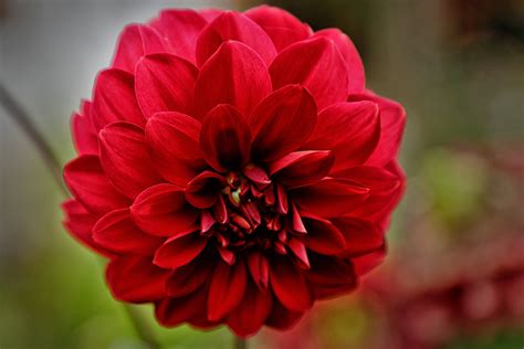 Red Dahlia by Laura-B-R on DeviantArt