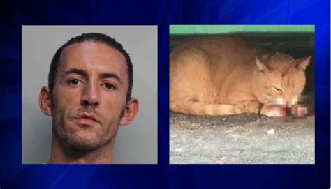 Man Who Confessed To Shooting Cat With Crossbow In Miami Beach Deported