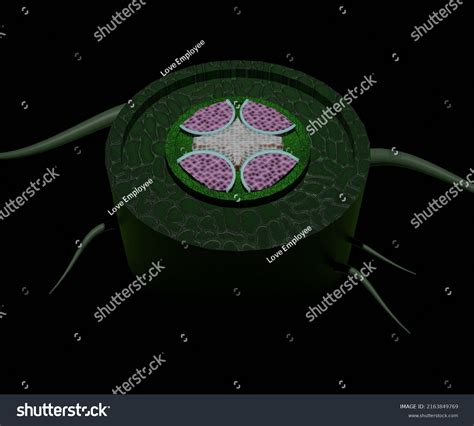 Internal Structure Of Dicot Root Diagram Record Diagram For