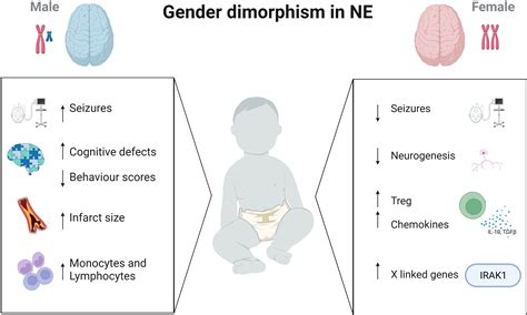 Frontiers Sex Differences In Neonatal Brain Injury And Inflammation