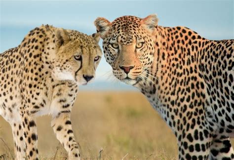 Cheetah Vs Leopard Whats The Difference