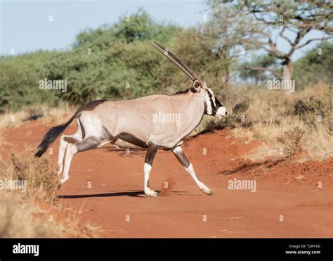 A Gemsbok Antelope In Southern African Savanna Stock Photo Alamy