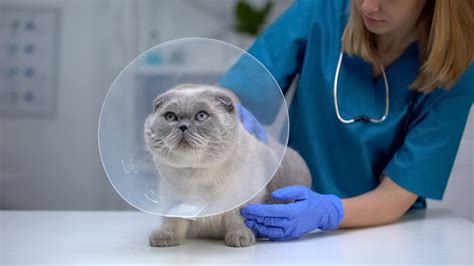 5 Signs That Your Pet Should Be Spayed or Neutered | Georgia